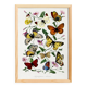 Poster about butterflies, based on an old engraving from 1842.
