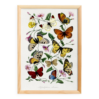 Poster about butterflies, based on an old engraving from 1842.