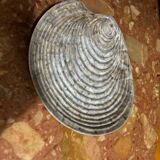 Shell plates by Dominique Guillot Vallauris from the 60s