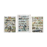 Lot de trois gravures aquarellées