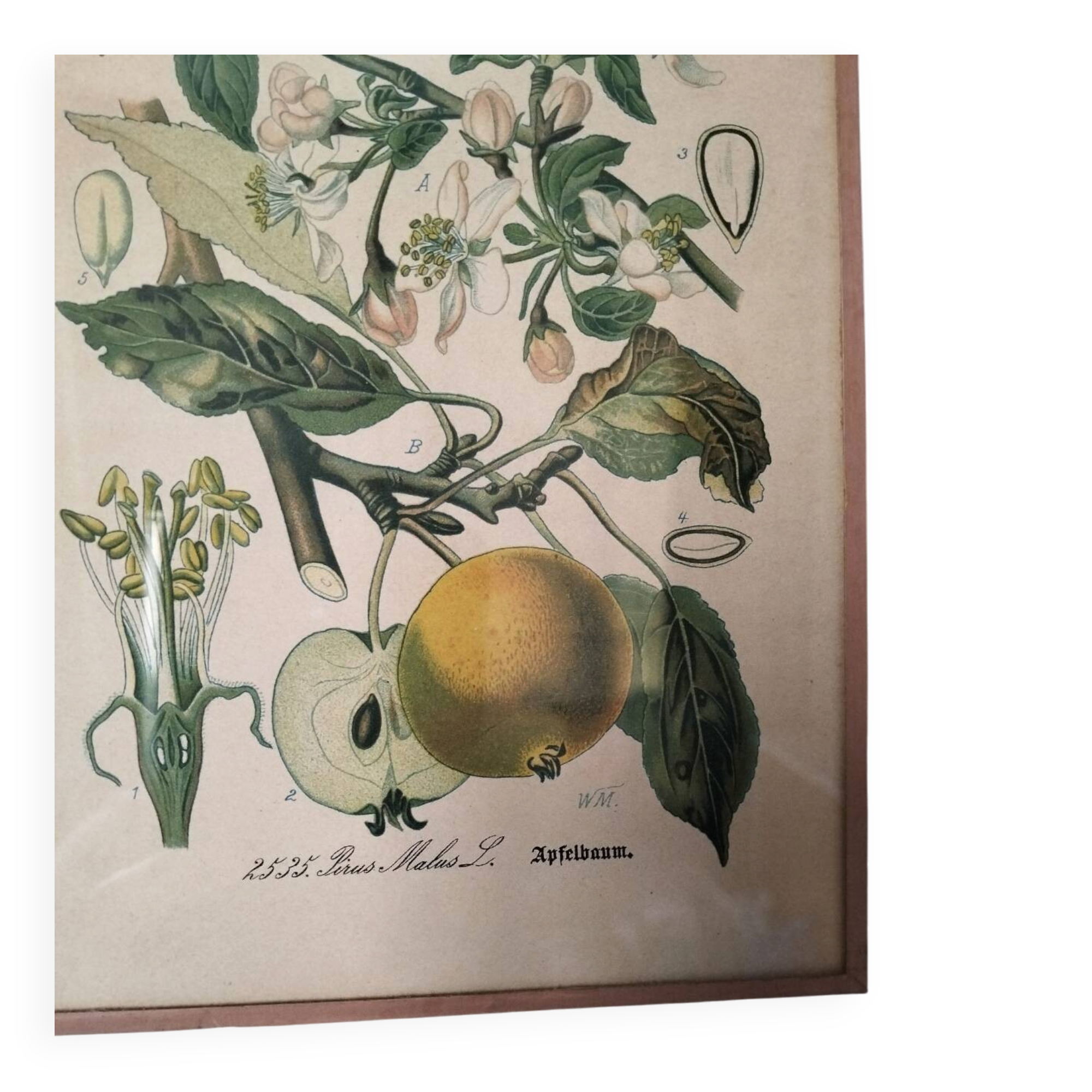 Botanical framework apple tree