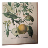 Botanical framework apple tree