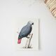 Bestiary plates of the Natural History Museum Grey Parrot