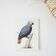 Bestiary plates of the Natural History Museum Grey Parrot