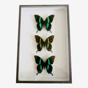 Papillon de collection Blumei et Adamantius- Enthomologie - taxidermie