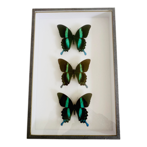Papillon de collection Blumei et