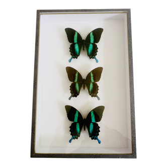 Papillon de collection Blumei et Adamantius- Enthomologie - taxidermie