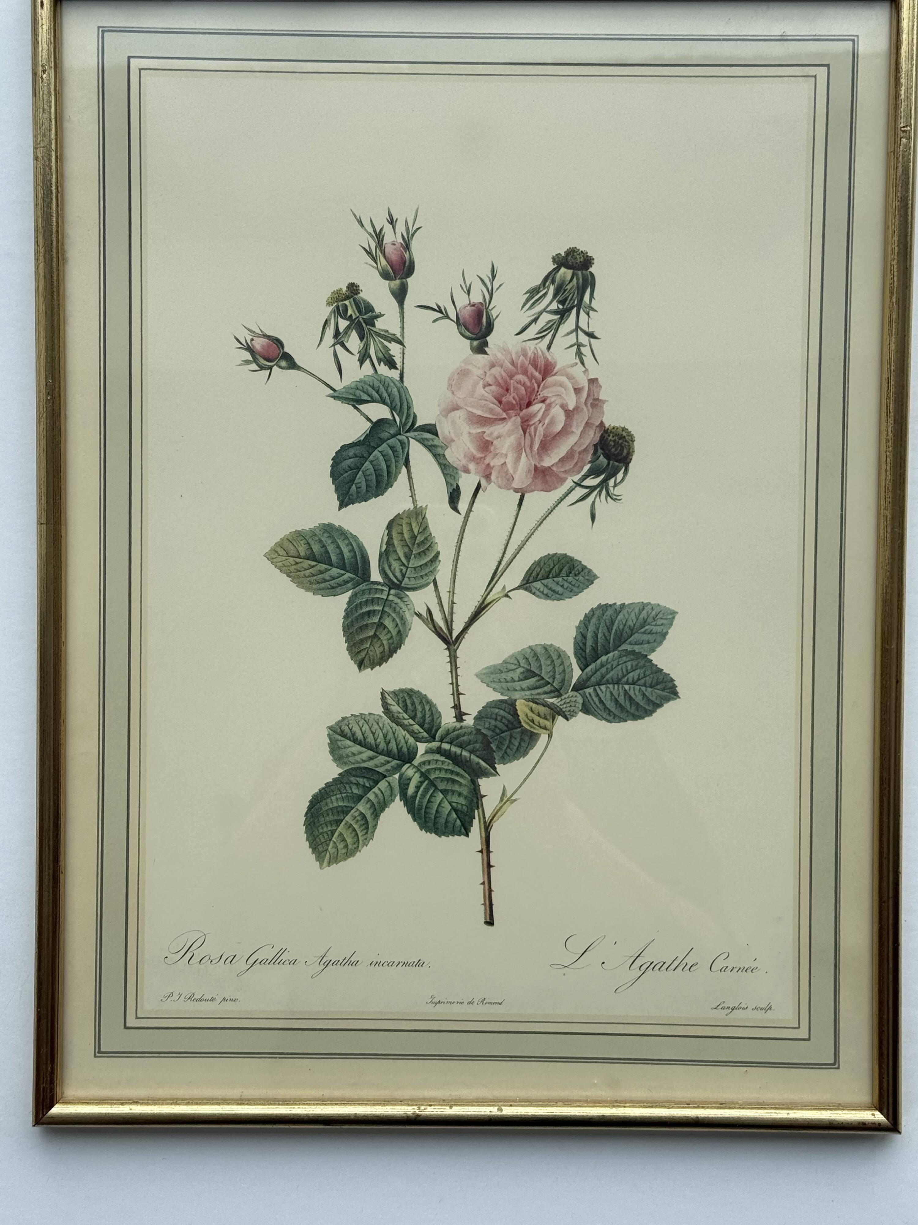Floral illustration
