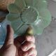 Coupelles en verre forme de fleur