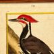 Engraving Crested Black Woodpecker from Louisiana