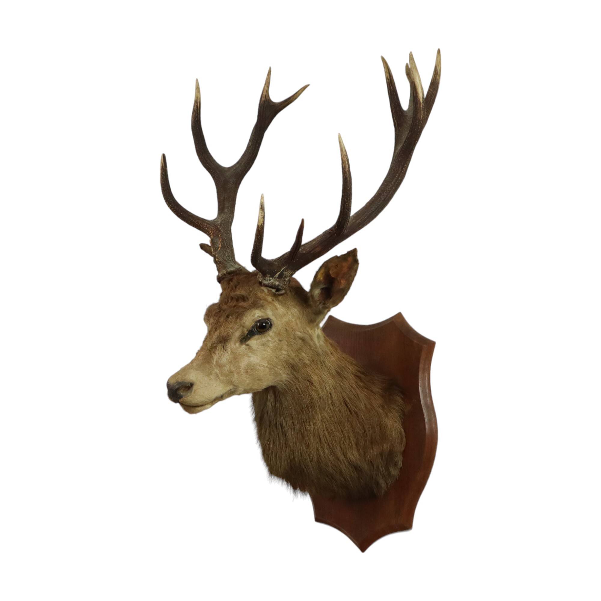 Old Deer Head Mounted Red Deer with Antlers 14-Ender Taxidermy Trophy