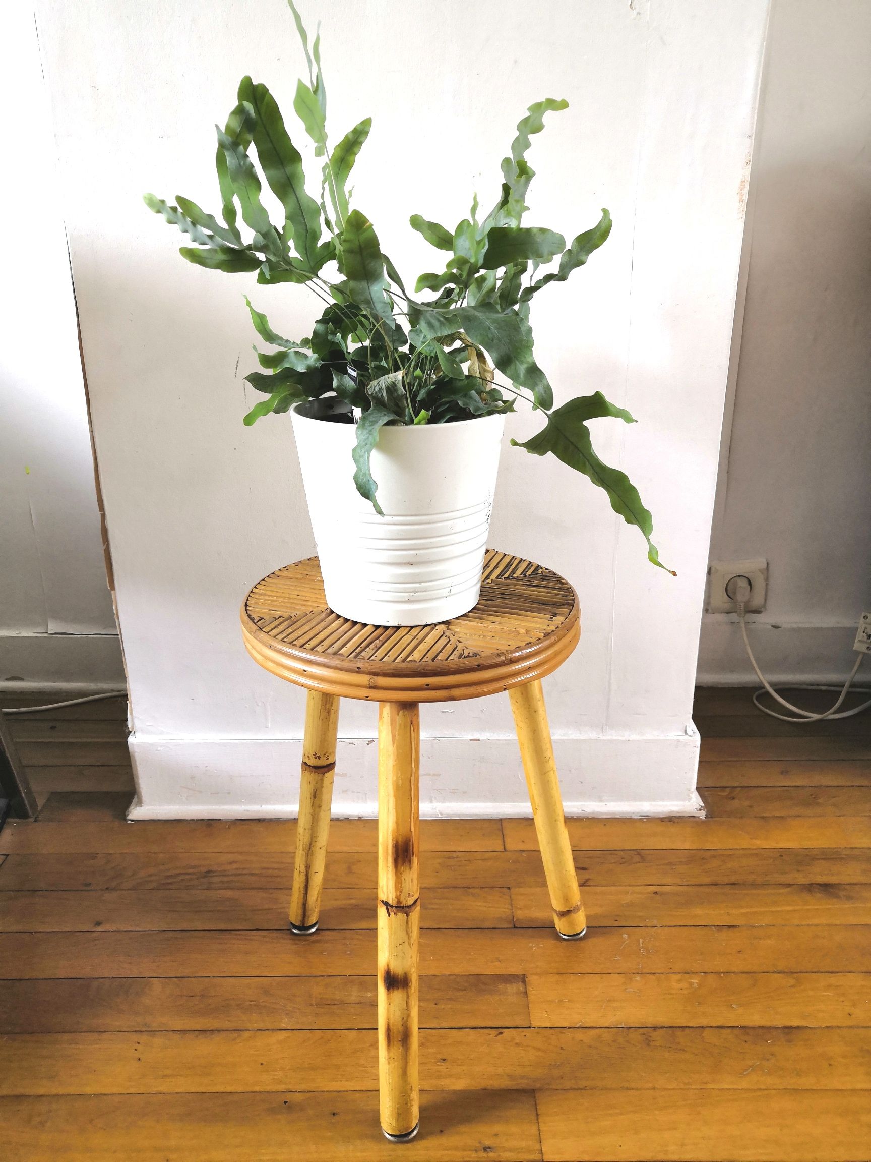 End of sofa door plants rattan and bamboo design 50s - 60s