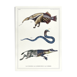 Lithography engraving vintage chimeras - 1850