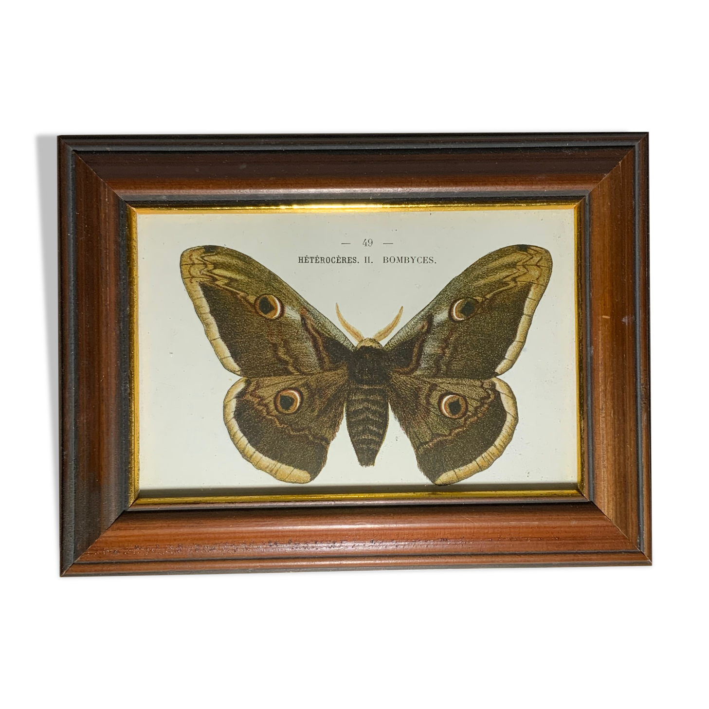 Ancient botanical engraving butterfly framed 1900 G Denise