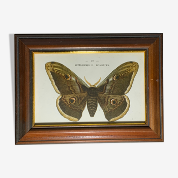 Gravure botanique ancienne papillon encadré 1900 G Denise