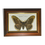 Ancient botanical engraving butterfly framed 1900 G Denise
