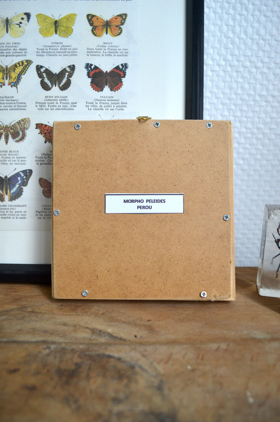 Naturalized Morpho butterfly