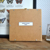 Naturalized Morpho butterfly