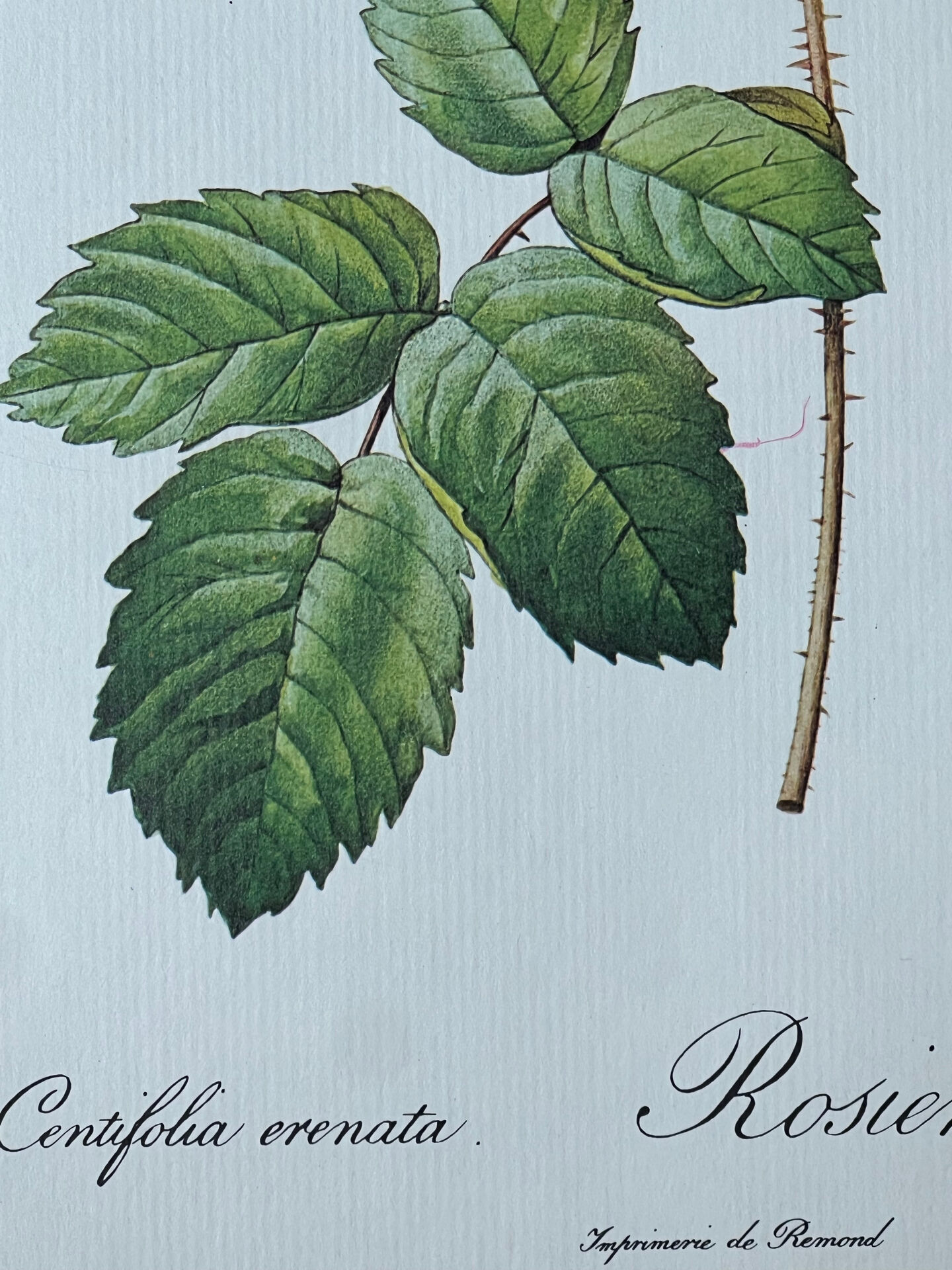 Botanical plate Centfeuilles Rose - 40.4x29.9cm