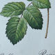 Botanical plate Centfeuilles Rose - 40.4x29.9cm