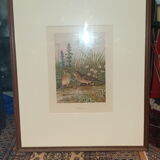 Ornithological engraving