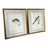 Two bird lithographs with gilded wooden frame