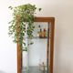 Vitrine médicale