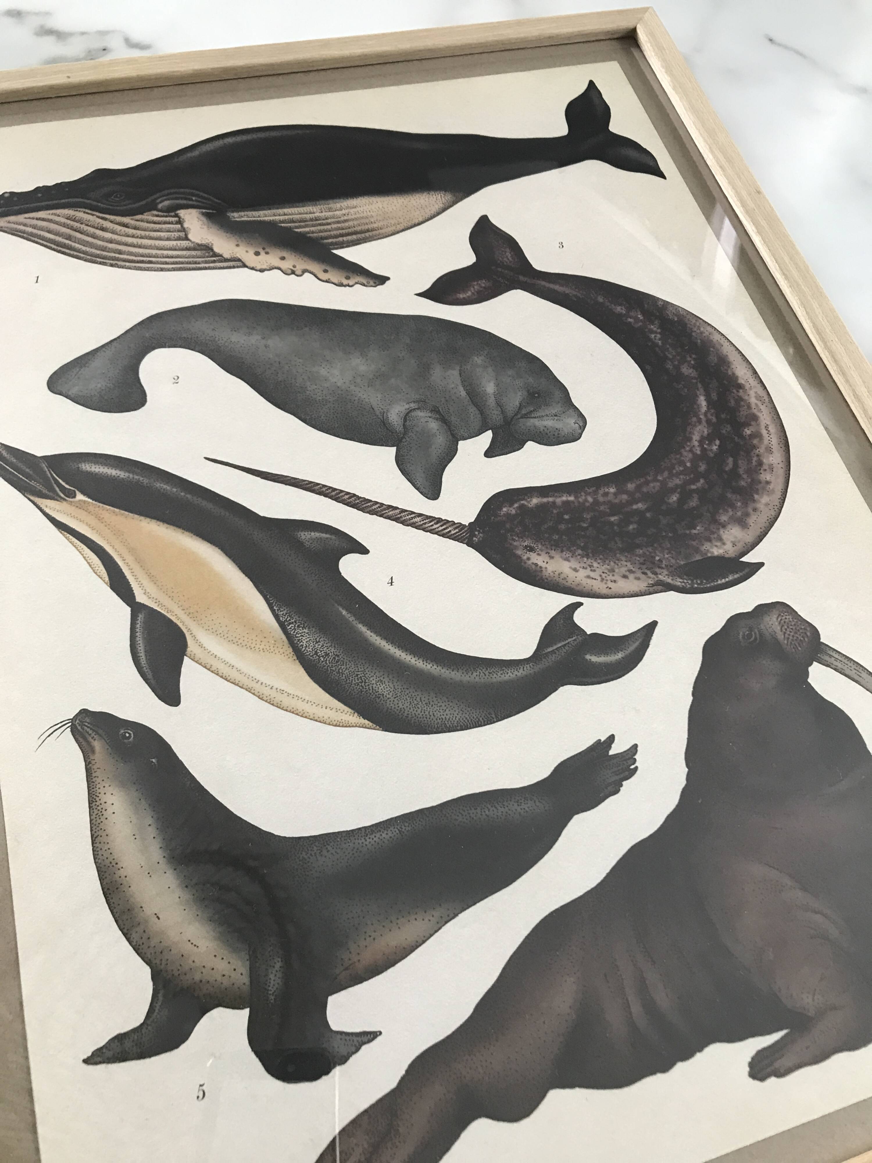 Framed illustration of marine animals