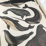 Framed illustration of marine animals