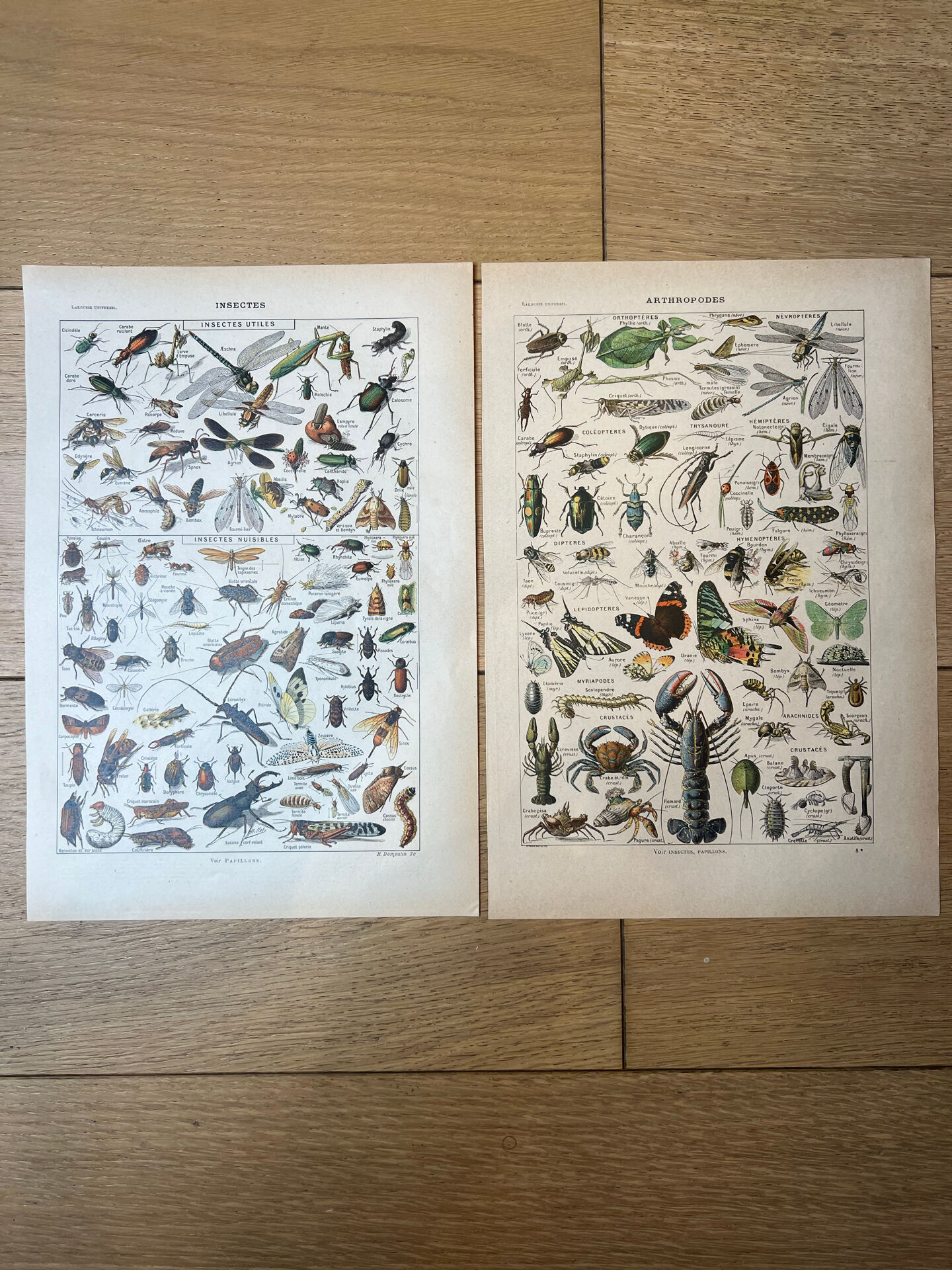 Set of 2, Zoological Plate Arthropods and Insects 1922