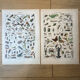 Set of 2, Zoological Plate Arthropods and Insects 1922
