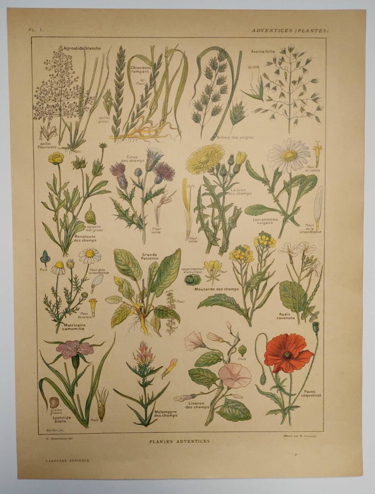 Original engraving from 1922 - "weeds" - Old botanical plate of weeds