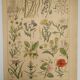 Original engraving from 1922 - "weeds" - Old botanical plate of weeds