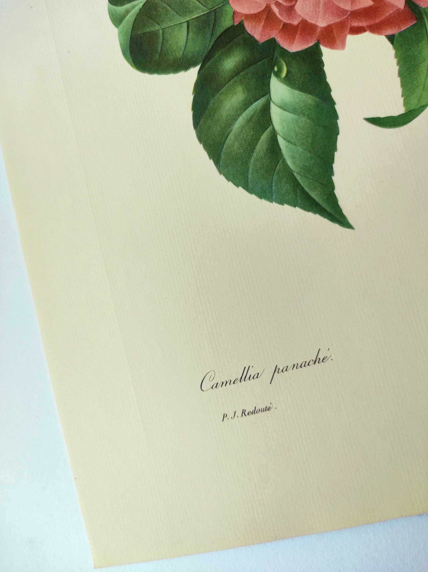 Antique botanical engraving -1955- Variegated Camellia or Japonica- by PJ. Redouté. Vintage Flower
