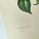 Antique botanical engraving -1955- Variegated Camellia or Japonica- by PJ. Redouté. Vintage Flower