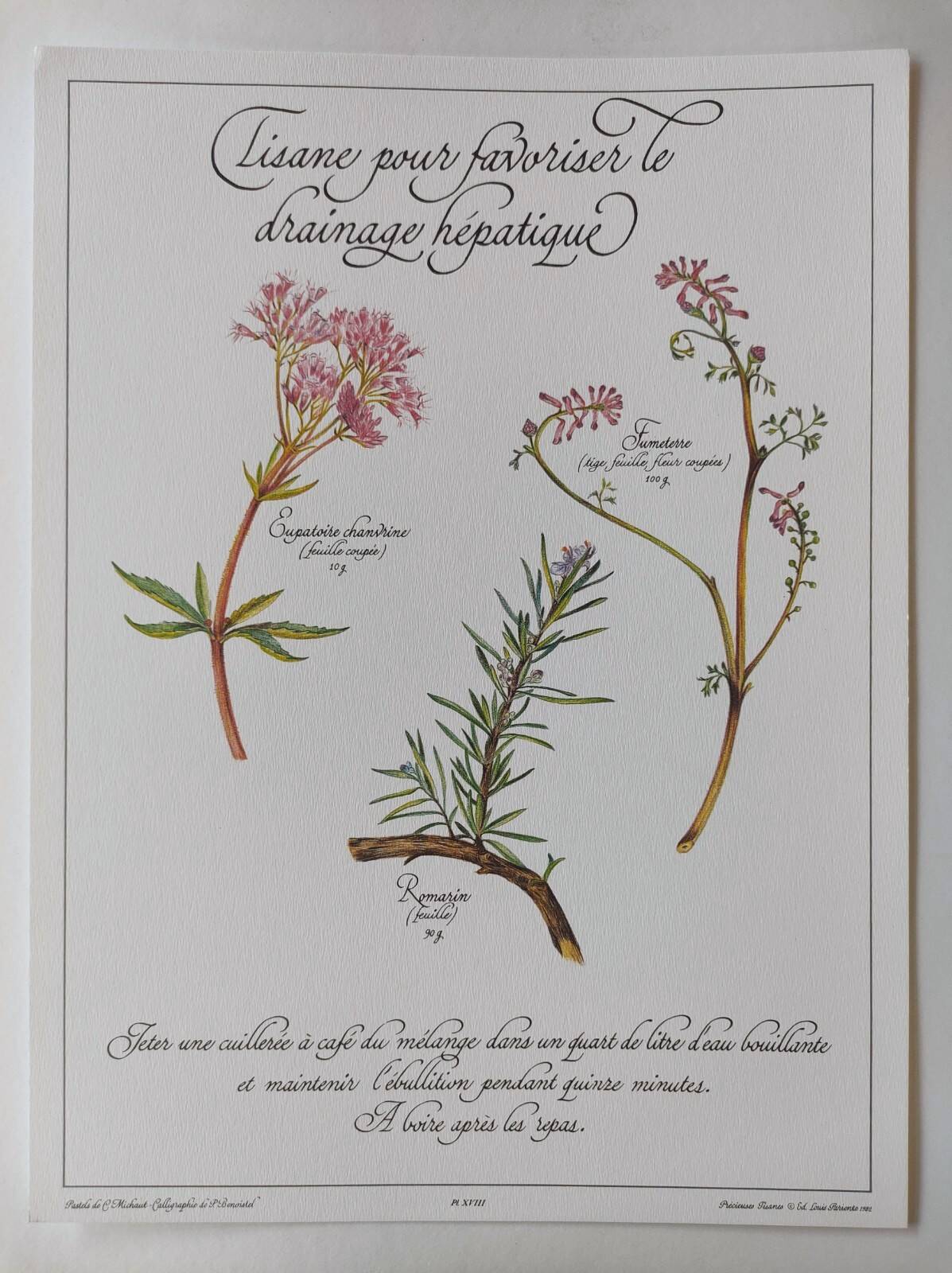 Botanical printing -Herbal tea for drainage- Engraving of medicinal plants and herbs