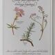 Botanical printing -Herbal tea for drainage- Engraving of medicinal plants and herbs