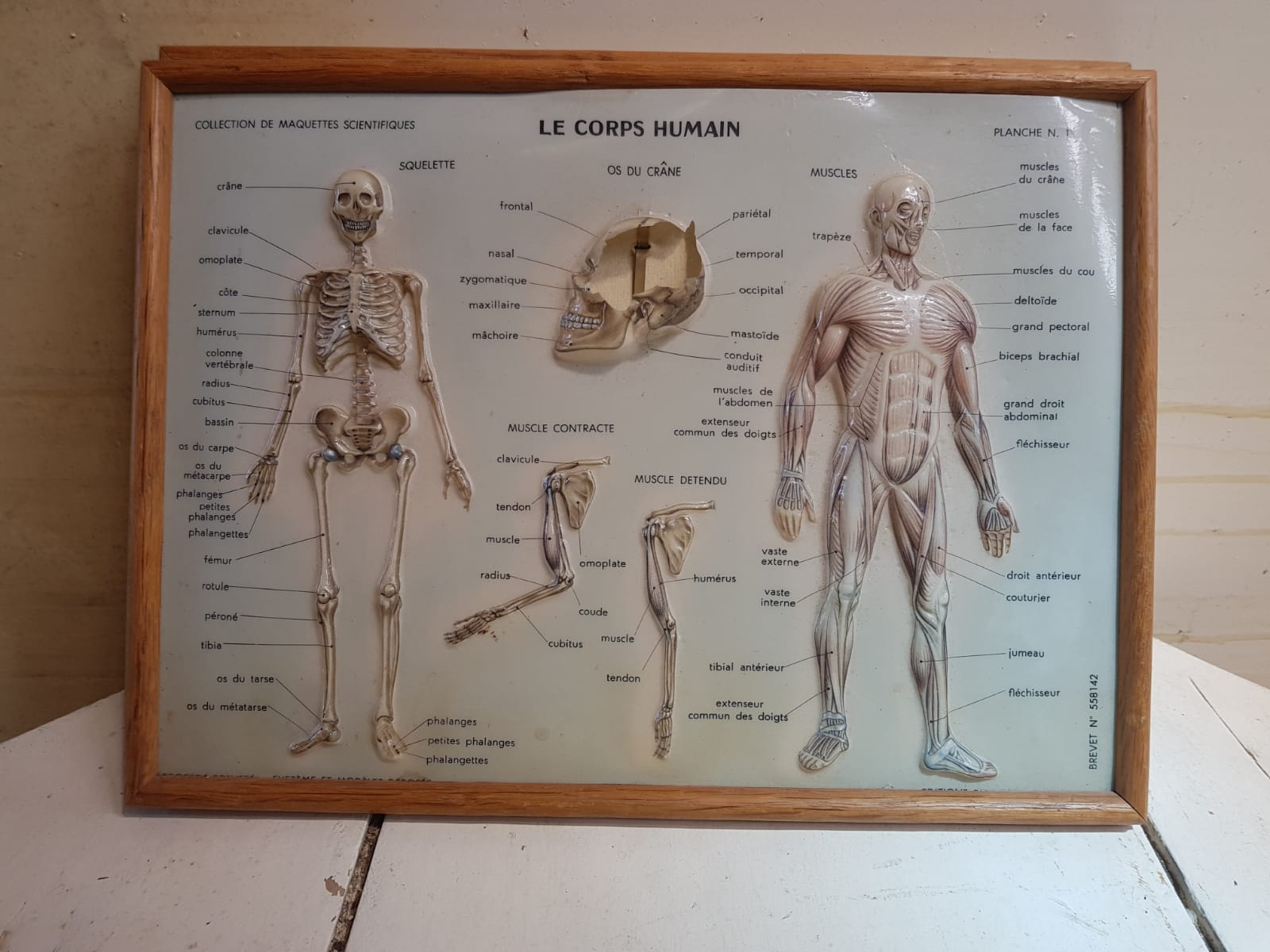 Pair old medical board the human body + vintage wood frame