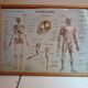 Pair old medical board the human body + vintage wood frame