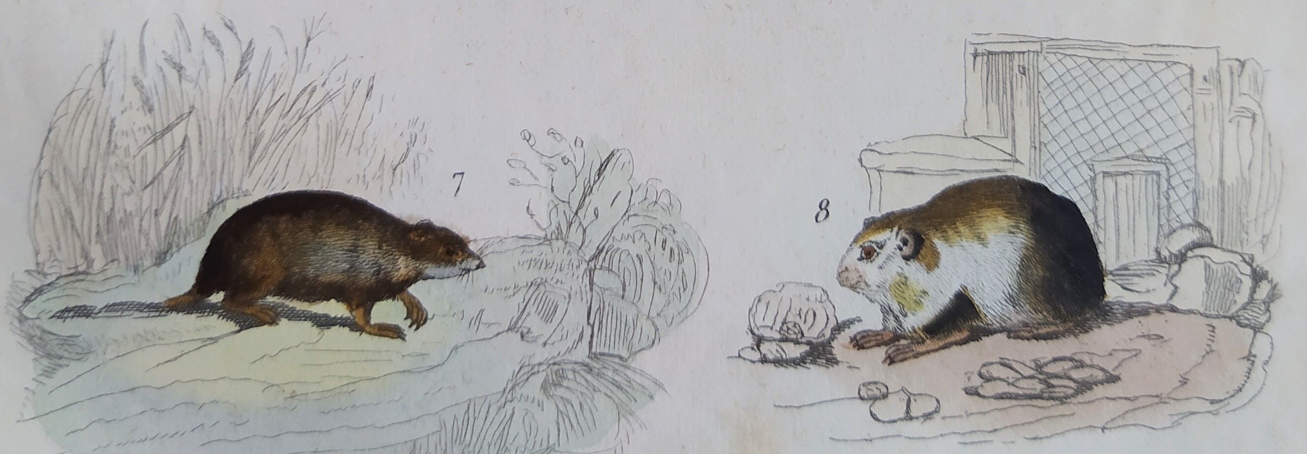 Original zoological plate "field mouse, perch rat, scherman,... - Buffon 1838