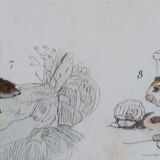 Original zoological plate "field mouse, perch rat, scherman,... - Buffon 1838