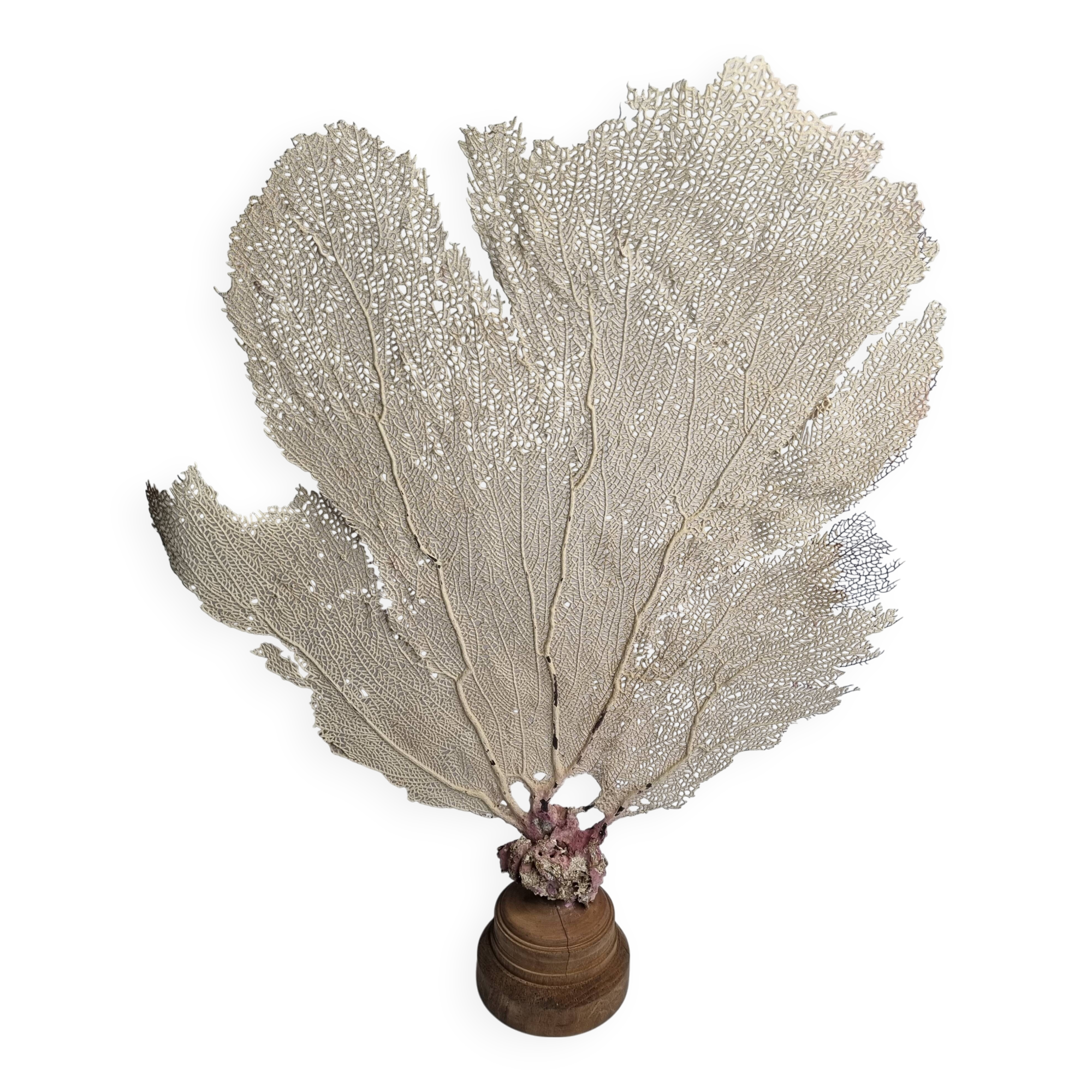 Antique gorgonian coral, Venus fan, on solid wood base, 58 cm