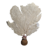 Antique gorgonian coral, Venus fan, on solid wood base, 58 cm