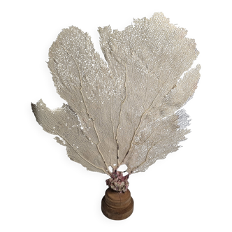 Antique gorgonian coral, Venus fan, on solid wood base, 58 cm