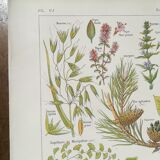 Lithograph on calming plants from 1920