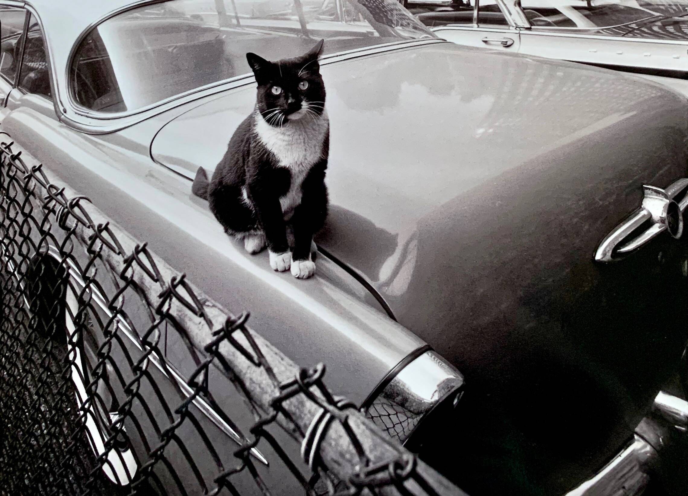 Fine Art Photography by Angelo Rizzuto “Cat on a Car” – New York, 1958