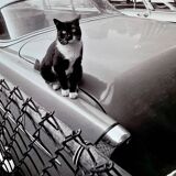 Fine Art Photography by Angelo Rizzuto “Cat on a Car” – New York, 1958