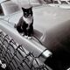 Fine Art Photography by Angelo Rizzuto “Cat on a Car” – New York, 1958