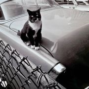 Fine Art Photography by Angelo Rizzuto “Cat on a Car” – New York, 1958