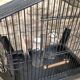 Bird cage from the 1950s-1960s anco